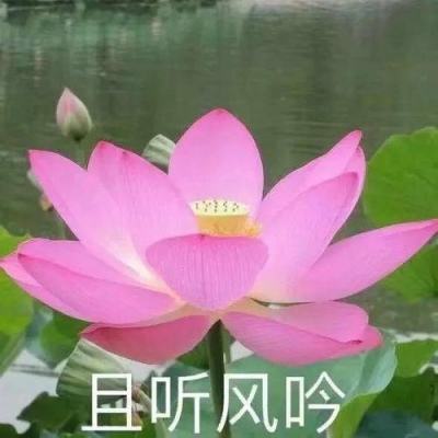 小米枪战吃鸡版本下载